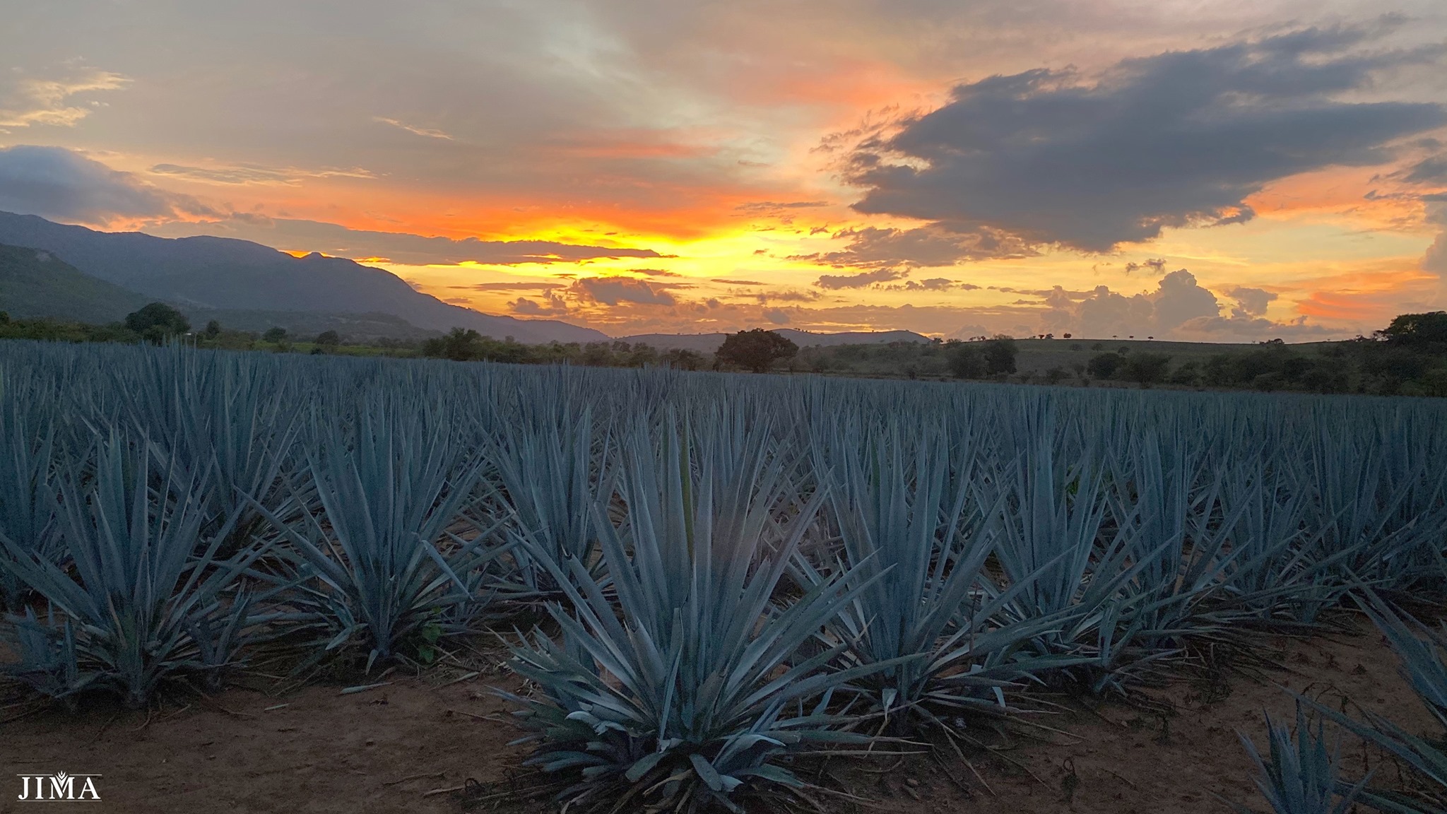 El Tequila en Jalisco – Blog