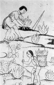 Imagen recuperada de: En lo ancestral hay futuro: del tequila, los mezcales y otros agavesPatricia Colunga-García Marín, Alfonso Larqué Saavedra, Luis E. Eguiarte y Daniel Zizumbo-Villarreal